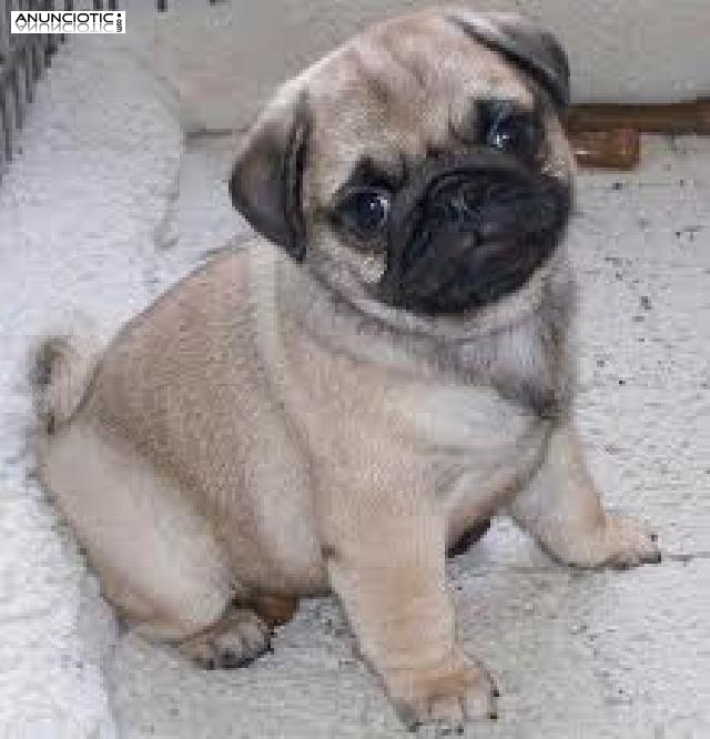 Pug/carlino cahorros casa bien entrenado para su aprobaci&oacute;n