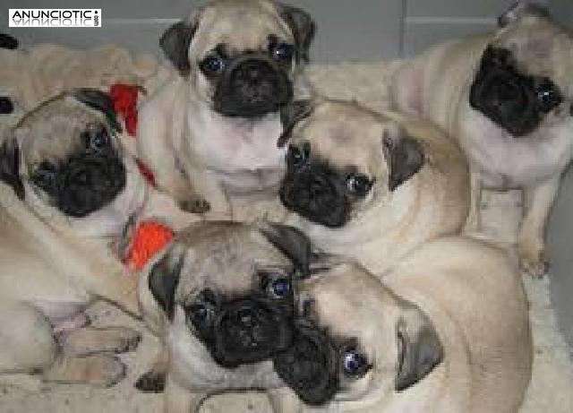 Pug/carlino cahorros casa bien entrenado para su aprobaci&oacute;n