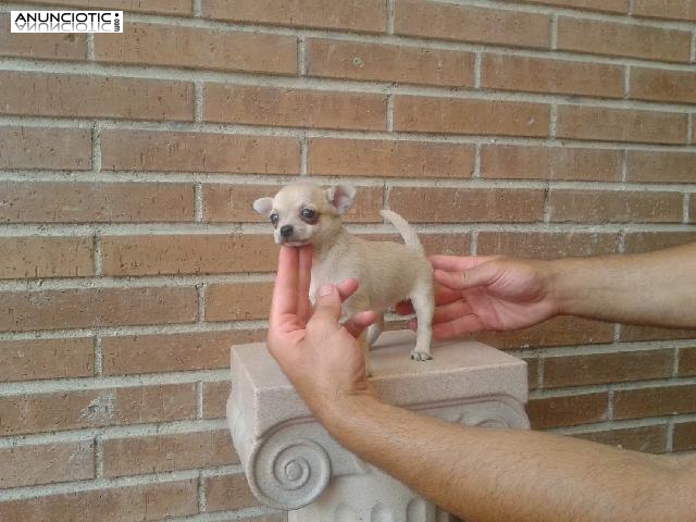 Chihuahuas cachorros minis