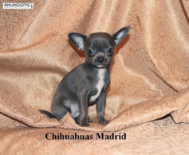 Chihuahuas cachorros minis