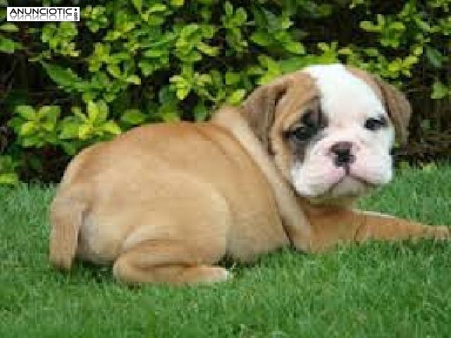 Regalo Bulldog Ingl&eacute;s cachorros