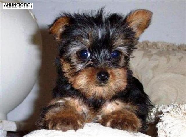 preciosa camada de yorkshire peque&ntilde;os 