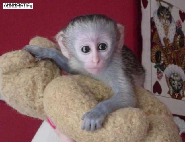Lindo y adorable beb&eacute; monos capuchinos para la adopci&oacute;n