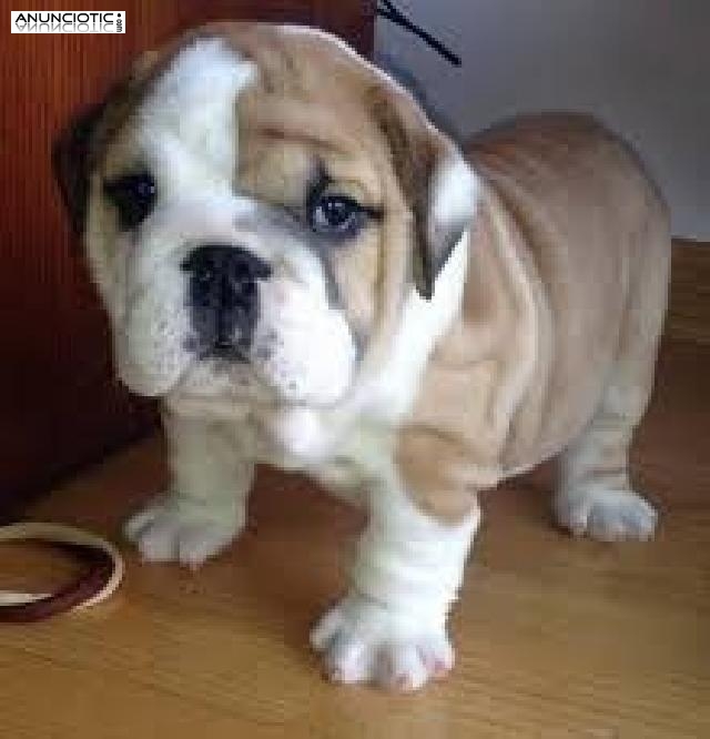 Bulldogs Ingl&eacute;s Masculino y Femenino