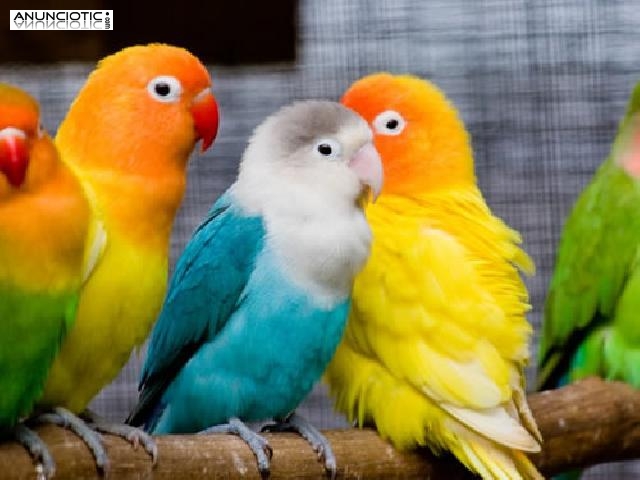 Venta de P&aacute;jaros en Madrid 