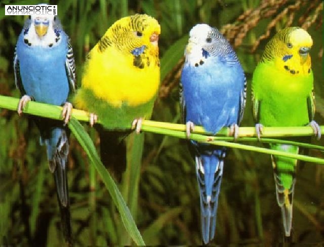 Venta de P&aacute;jaros en Madrid 