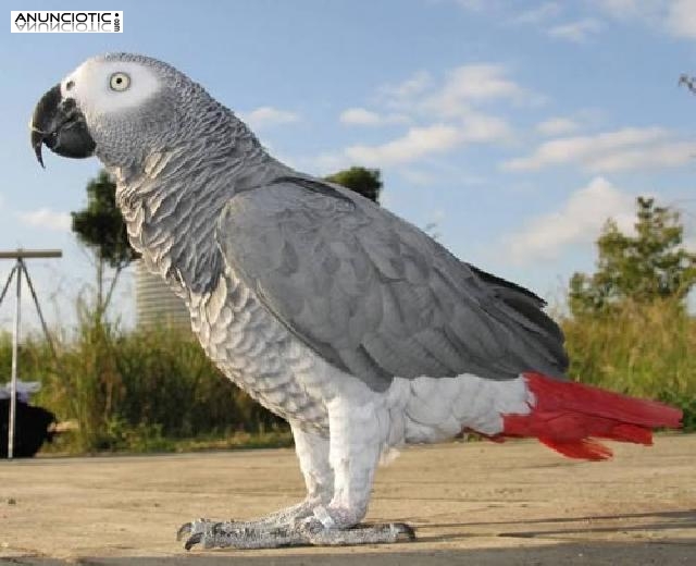 Venta de P&aacute;jaros en Madrid 