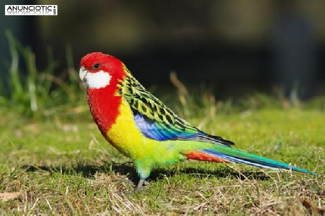 Venta de P&aacute;jaros en Madrid 