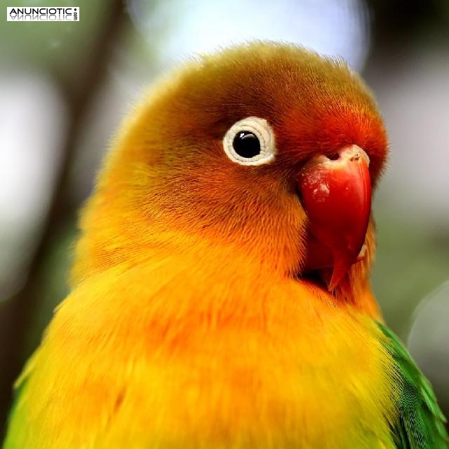 P&aacute;jaros Agaporni en Madrid