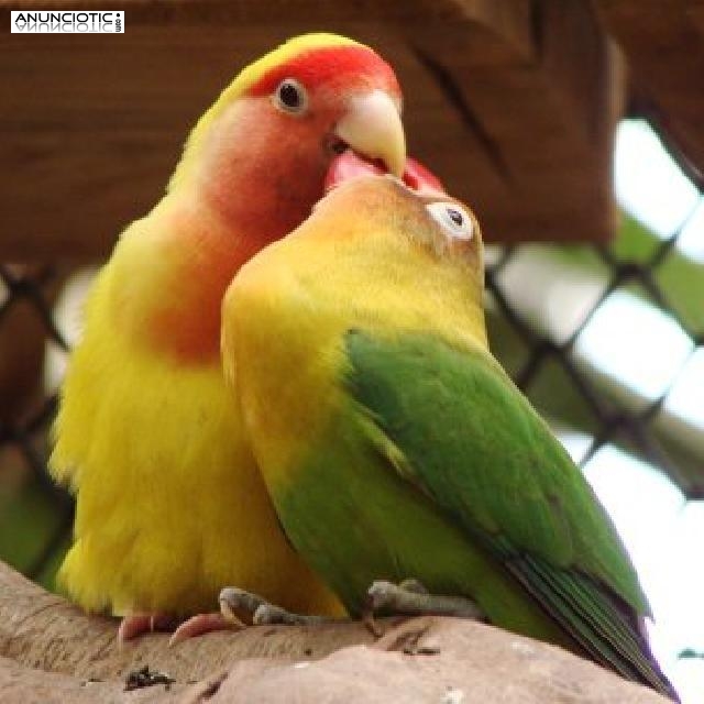 P&aacute;jaros Agaporni en Madrid