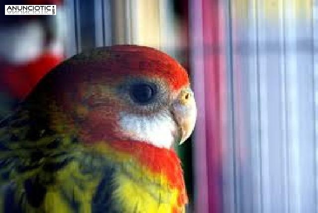 Venta de Rosella Multicolor Madrid