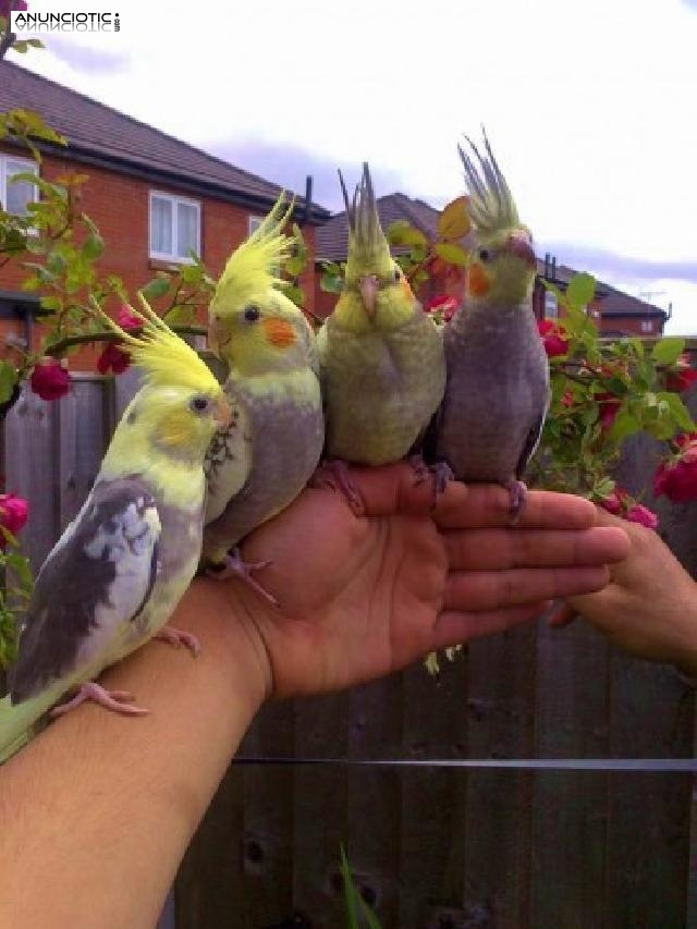 Hermosa mano criados Cockatiels beb&eacute;