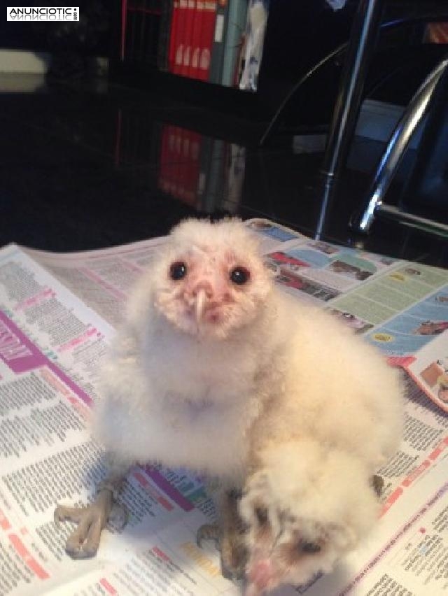 Lechuza com&uacute;n Chicks Mano Criado Con A10