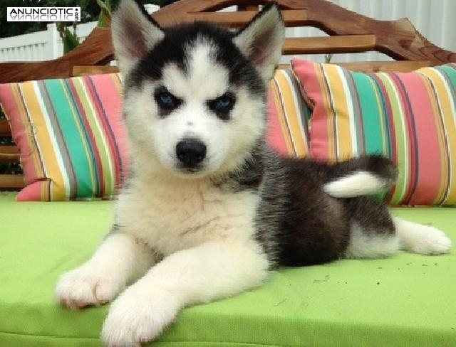 cachorros husky siberiano para su aprobaci&oacute;n