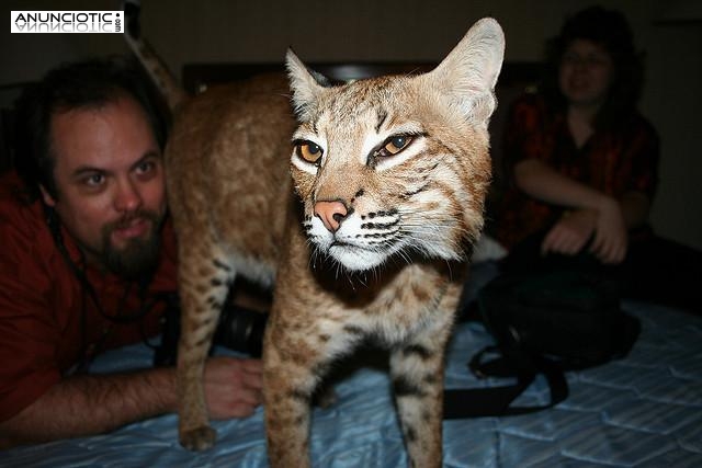 gatitos ex&oacute;ticos disponibles para la venta