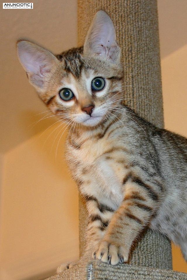 gatitos ex&oacute;ticos disponibles para la venta
