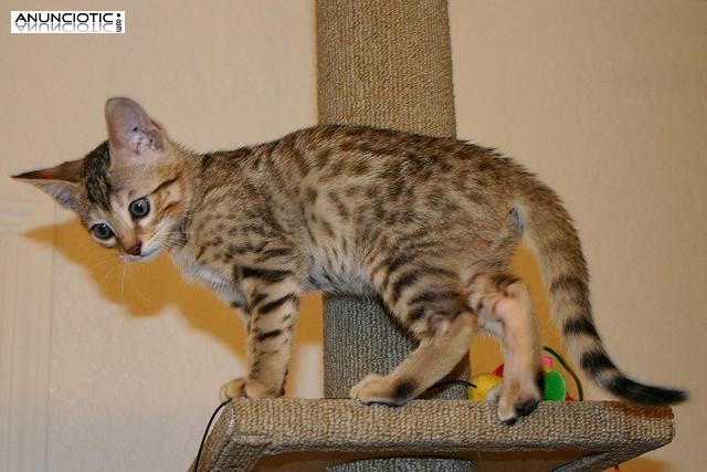 gatitos ex&oacute;ticos disponibles para la venta