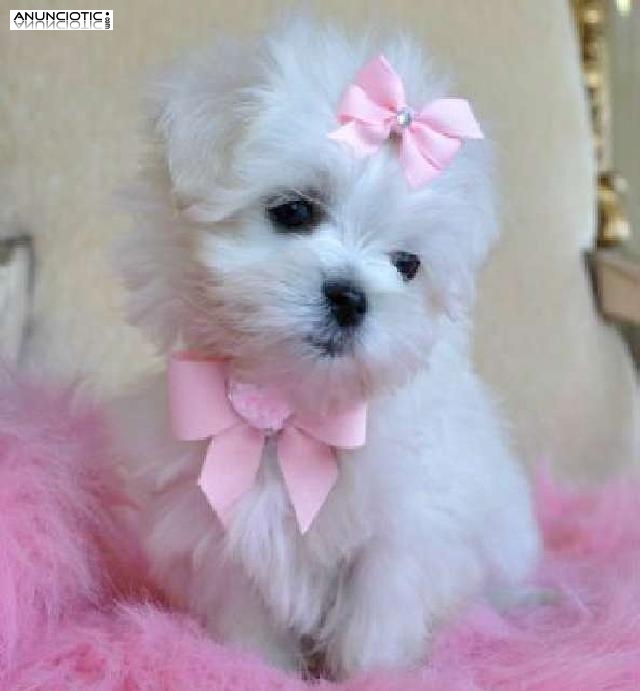 Cachorros de b. malt&eacute;s de l&iacute;nea americana 