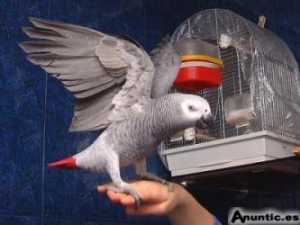 Loros y huevos f&eacute;rtiles frescos listos para la venta