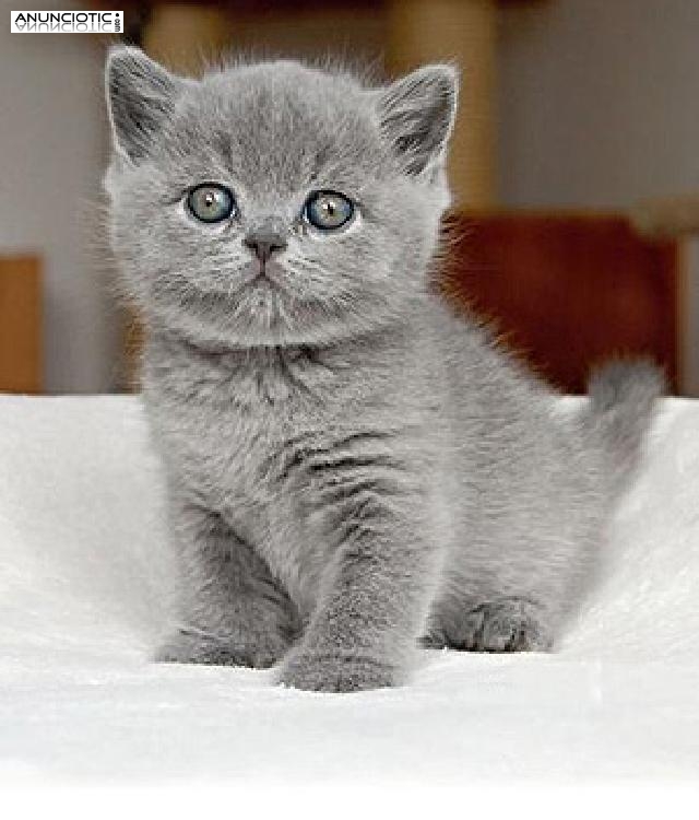 Brit&aacute;nico de pelo corto British Shorthair