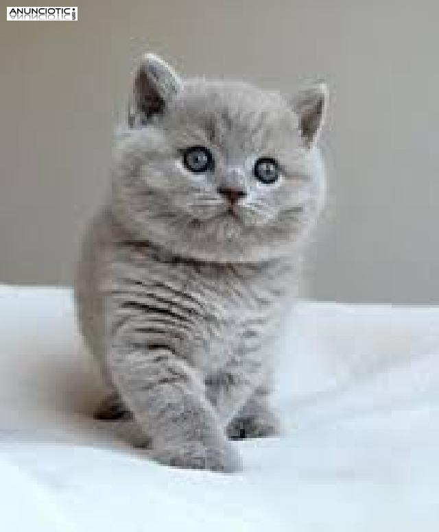 Brit&aacute;nico de pelo corto British Shorthair