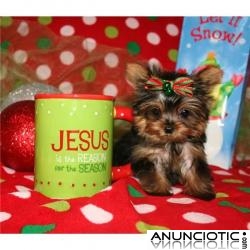 Cachorros de Yorkie Para Adopci&oacute;n 