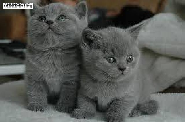Adorables gatitos brit&aacute;nico del pelo corto