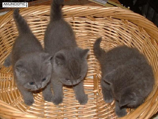 gatitos pedigr&iacute; GCCF Brit&aacute;nico de Pelo Corto