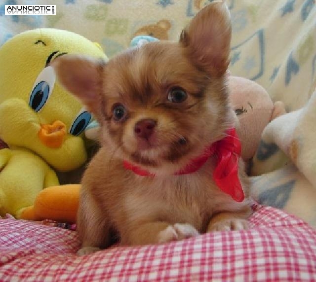 Se regala Chihuahua con pedigree