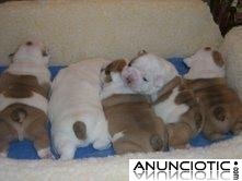 Bulldog Ingl&eacute;s cachorros gratis