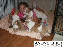 Bulldog Ingl&eacute;s cachorros gratis