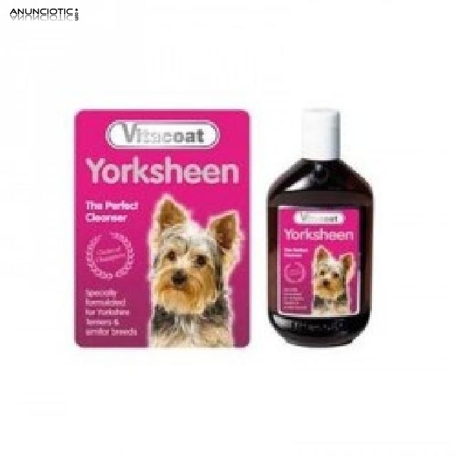 Champ&uacute; para yorkshires 