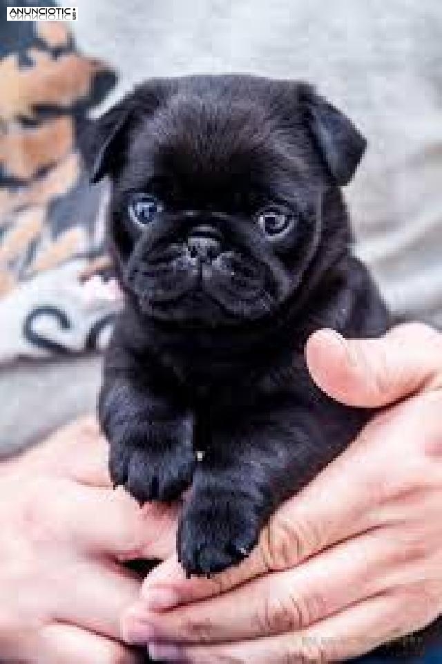    Regalo lindo cachorro de Pug Carlino para la adopci&oacute;n.