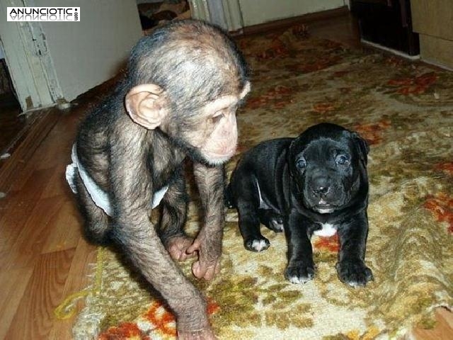 Monos adorables del chimpanc&eacute; del beb&eacute; para la venta
