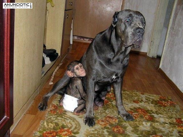 Monos adorables del chimpanc&eacute; del beb&eacute; para la venta