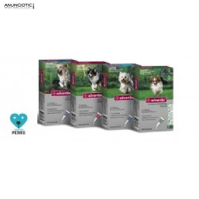 Soluci&oacute;n spot-on para perros 