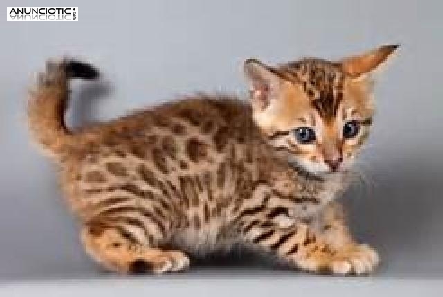 Regalo gatitos bengal&iacute; el bengal fantasticos