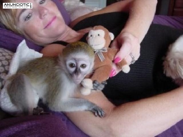 Adorable mono capuchino para la adopción