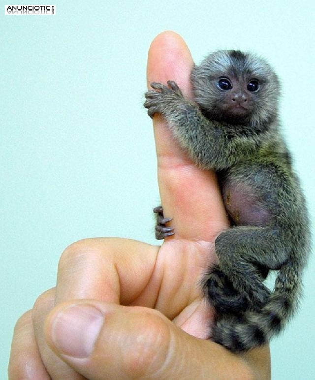 Mono titi adorable para la adopción
