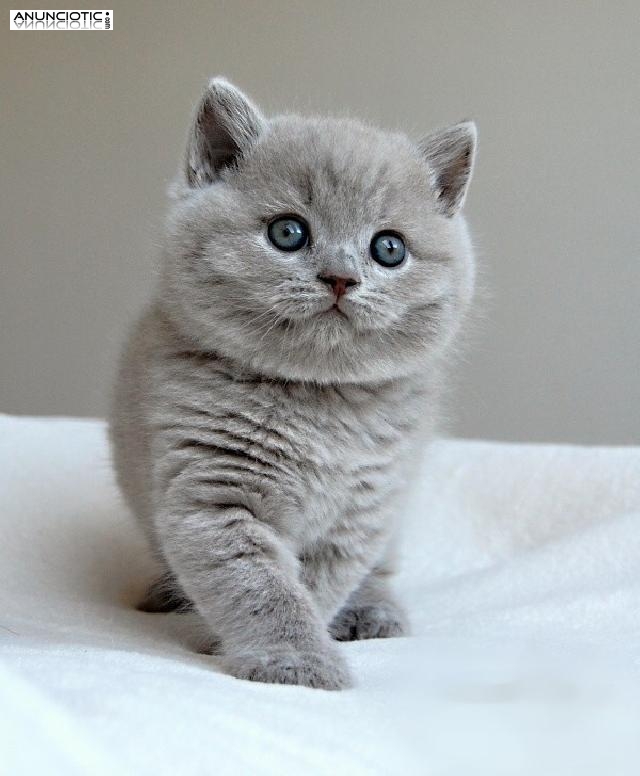 Gatitos Brit&aacute;nicos de Shorthair