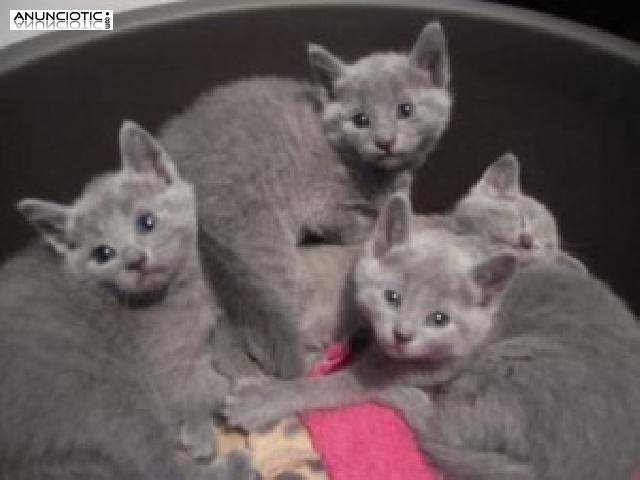 Lindos Gatitos rusos Azul de pedigr&iacute;