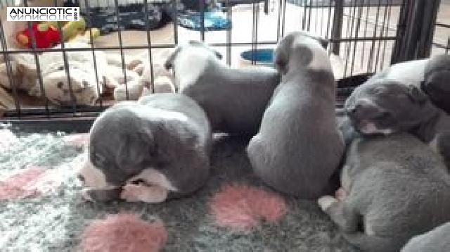 Cachorros Whippet para la adopci&oacute;n