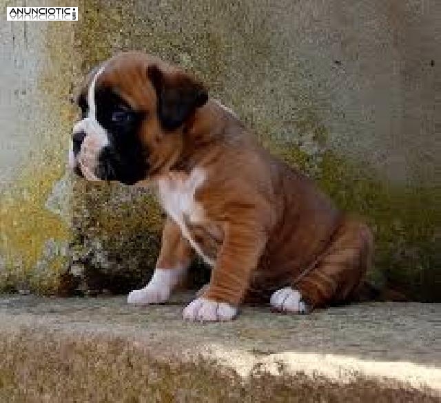 Boxer cachorros para la adopción