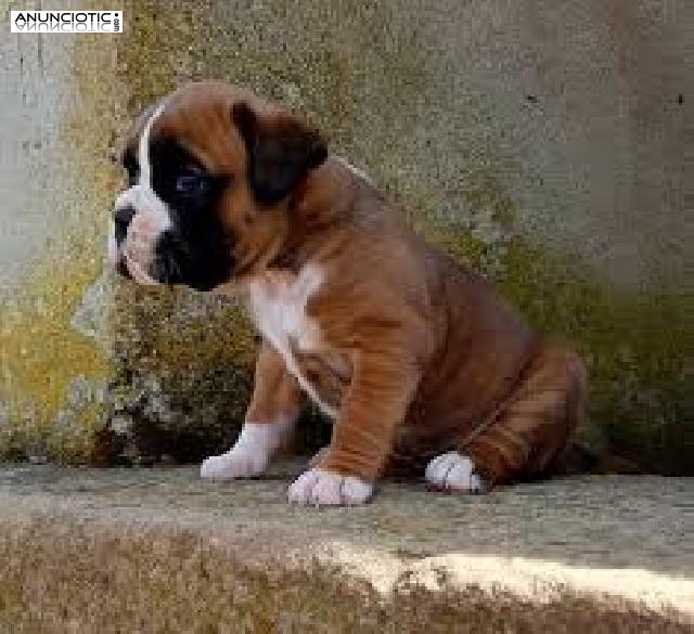 Boxer cachorros para la adopci&oacute;n