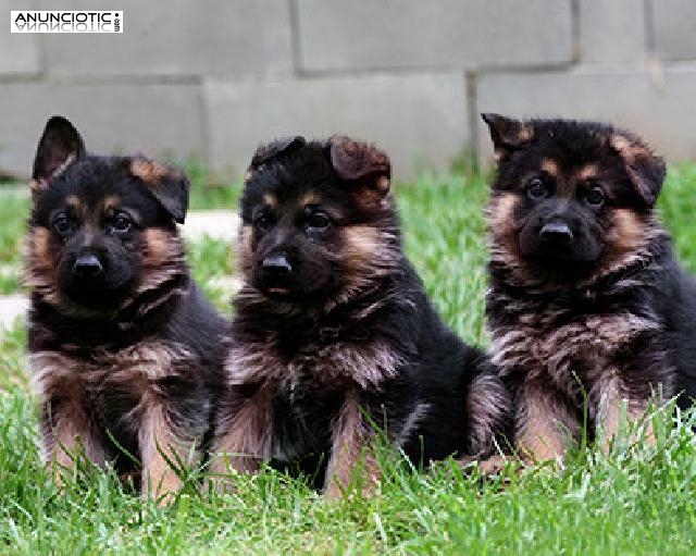 Cachorros de pastores alemanes registrados
