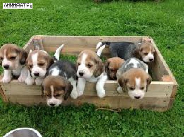 Cachorros Beagle pedigr&iacute;