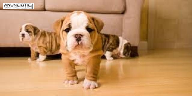 macho y hembra Bulldog Ingl&eacute;s cachorros