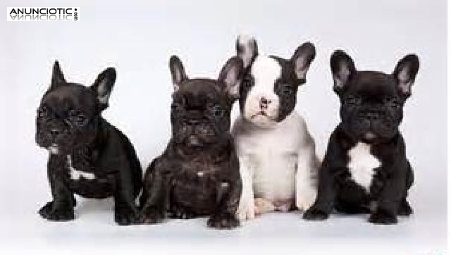 hermosos del bulldog franc&eacute;s