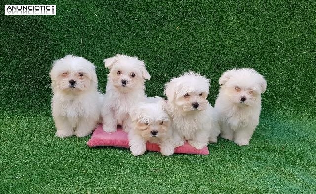 Cr&iacute;a nacional exclusiva puppy diamond