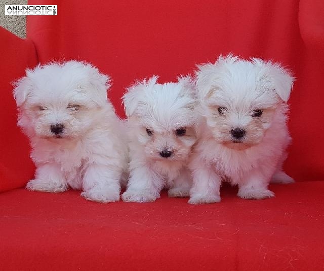 Cr&iacute;a nacional exclusiva puppy diamond